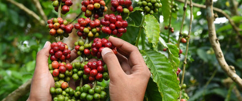 Ciliegie Caffè Scionti